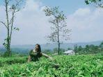 kebun-teh-cianten-gambar.jpg