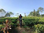 kebun-teh-gunung-mas-gambar.jpg