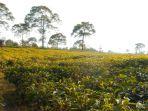 kebun-teh-kemuning-ngargoyoso1.jpg