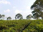 kebun-teh-kemuning-ngargoyoso3.jpg