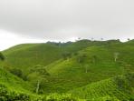 kebun-teh-kemuning_20170101_164203.jpg