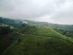 kebun-teh-majalengka-cipasung.jpg