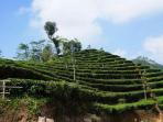 kebun-teh-nglinggo_20160810_145518.jpg