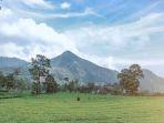 kebun-teh-tambi.jpg