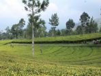 kebun-teh-tambi_20170204_172113.jpg