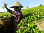 kebun-teh_20160803_231953.jpg