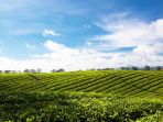 kebun-teh_20170306_174904.jpg