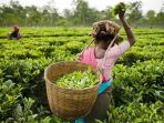 kebun-teh_20170814_132705.jpg