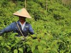 kebun-teh_20171206_143915.jpg