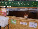 kedai-kentang-panggang-di-jepang-dikelola-langsung-oleh-anjing.jpg