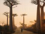 keindahan-saat-matahari-terbit-di-morondava-madagaskar.jpg