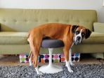 kelakuan-anjing_20170502_161247.jpg