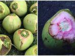 kelapa-wulung.jpg