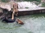 keledai-dan-singa_20170610_130913.jpg