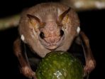 kelelawar-bermuka-keriput_20170420_134312.jpg