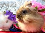 kelinci_20170225_113942.jpg