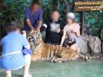 keluarga-turis-terekam-berpose-dengan-seekor-harimau-yang-dipaksa-keluar-untuk-foto.jpg