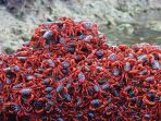 kepiting-merah-di-pulau-christmas_20171027_190446.jpg