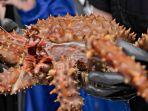 kepiting-raja-alaska.jpg