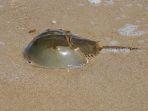 kepiting-tapal-kuda.jpg