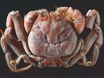 kepiting_20170628_170922.jpg