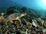 kepulauan-derawan_20160811_182654.jpg
