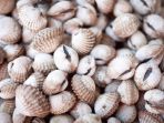 kerang-berdarah_20171030_132338.jpg