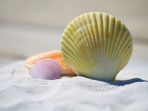 kerang_20170504_163816.jpg