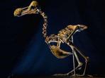 kerangka-burung-dodo_20161120_155113.jpg
