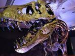 Kerangka T-Rex Pecahkan Rekor Lelang Dinosaurus, Terjual Rp 469 Miliar