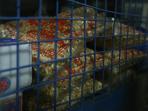 kerangkeng-makanan_20161201_111536.jpg