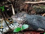 king-cobra-menelan-tubuh-ular-piton.jpg