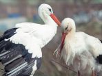 klepetan-dan-manela_20180418_124802.jpg