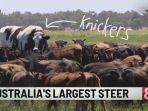 knickers-sapi-terbesar-di-australia.jpg