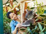 koala-jsd.jpg