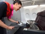 koala-naik-pesawat_20171204_182542.jpg