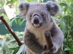 koala_20170504_143129.jpg
