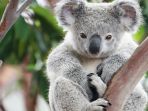 koala_20171101_192215.jpg
