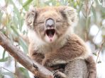 koala_20180417_125925.jpg