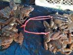 kodok-batu-dijual-dalam-keadaan-masih-hidup.jpg