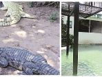 kolam-buaya-tempat-kejadian-miller-terjatuh_20180411_184053.jpg