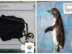 kolase-foto-pinguin-dan-masker-yang-dikeluarkan-dari-perutnya.jpg