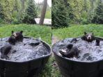 kolase-tangkap-layar-beruang-hitam-takoda-asyik-mandi-saat-musim-semi.jpg