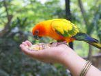 koleksi-burung-di-maharani-zoo-goa-lamongan.jpg