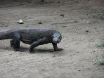 komodo-dragon.jpg