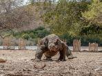 komodo-satwa-langka.jpg