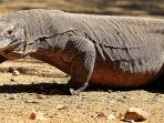 komodo_20170206_124147.jpg