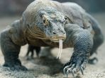 komodo_20170306_114352.jpg