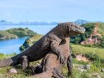 komodo_20170723_105540.jpg