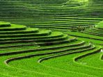 kompleks-persawahan-indonesia_20170915_185826.jpg